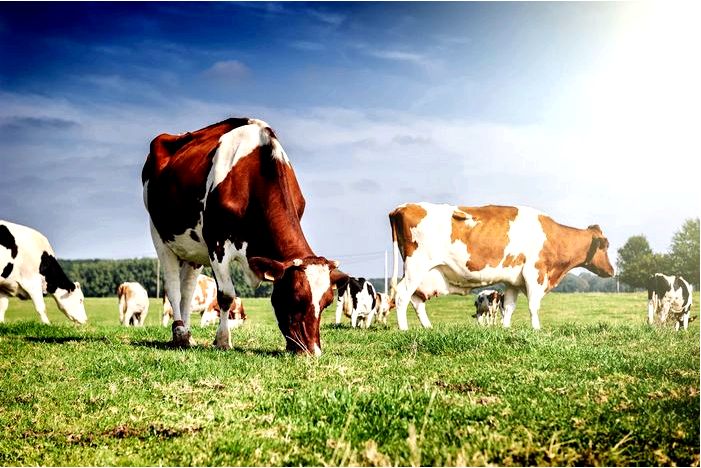 Подраздел по мясному животноводству появится в госпрограмме развития
